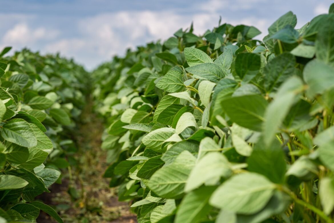 Soybeans Posting Early Rebound on Tuesday