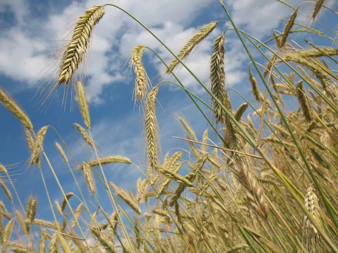 Wheat Faces Pressure on Friday