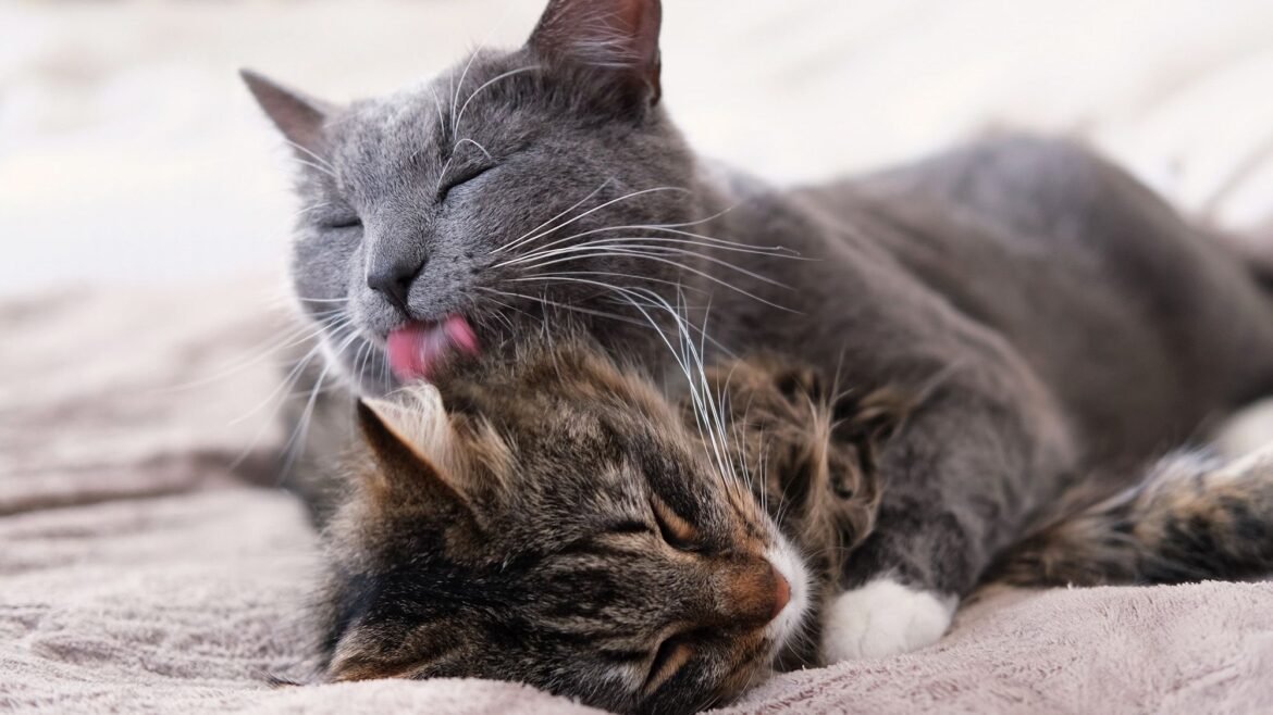 Why do cats lick each other?
