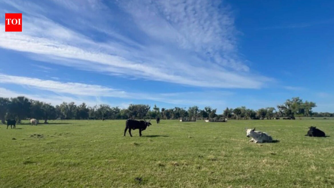 A 219-acre Florida cattle ranch facing development pressure was approved for a $20.15 million conservation easement in September 2026, allowing agriculture to continue while permanently restricting development