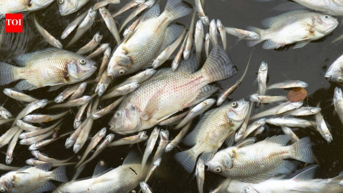 A manure-lagoon overflow at a Maryland dairy farm killed nearly 11,000 fish across 25 species, state officials say; the farm already faces a pollution lawsuit and a civil-contempt request over alleged violations