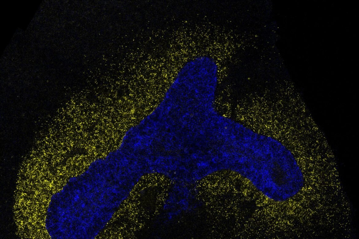 AI model decodes the language cells use to communicate | MIT News