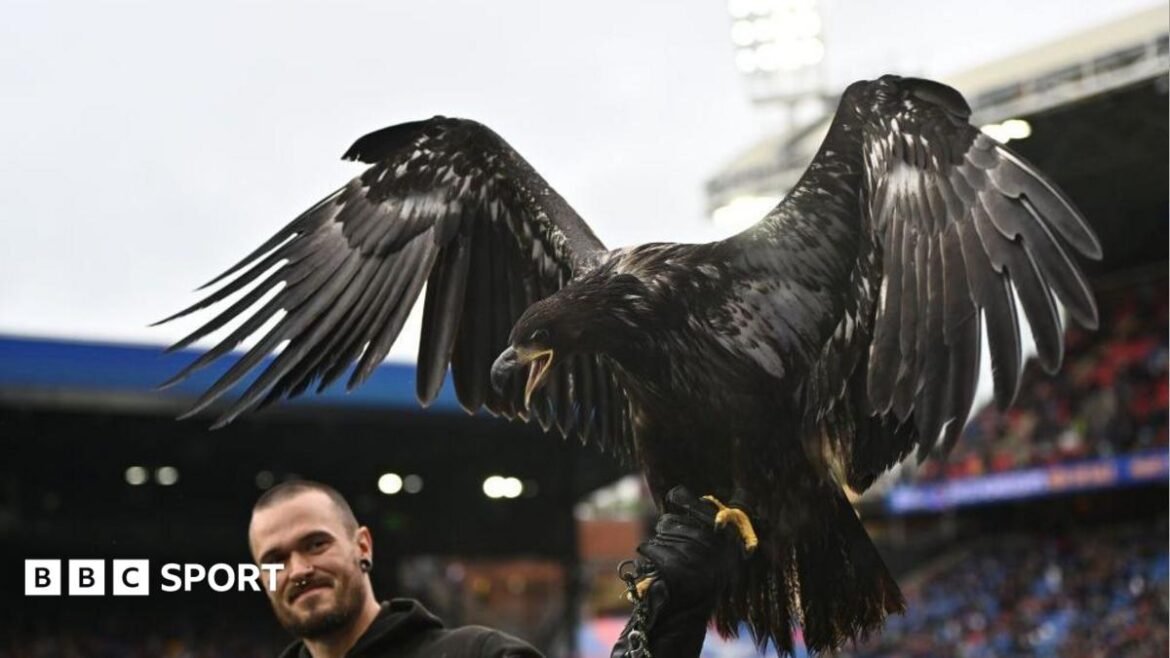 A black bald eagle, with its wings spread, on the arm of its male handler