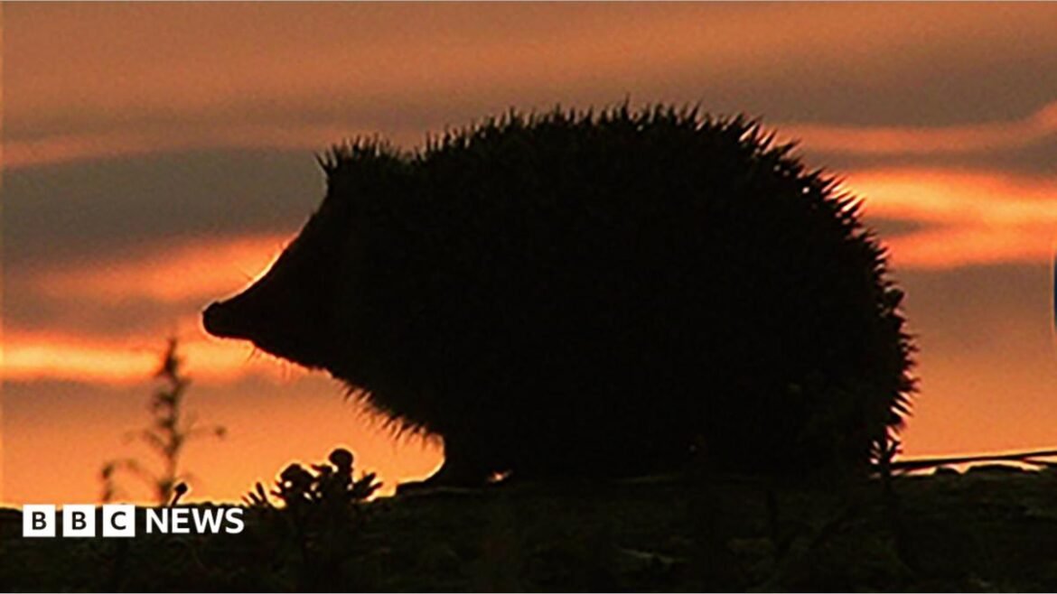 Silhouette of a hedgehog against a sunset 