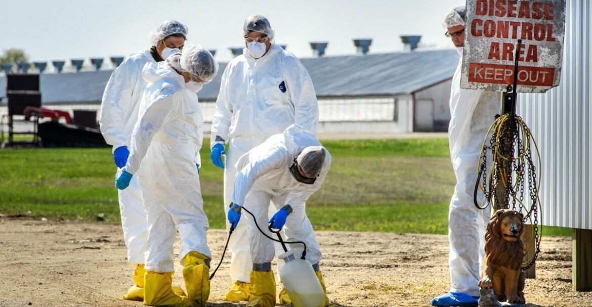 Bird flu could make eggs more expensive this winter. Why don’t we use vaccines to stop it?