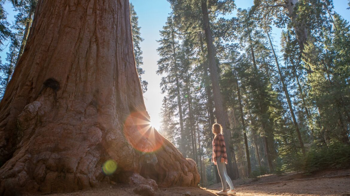 California redwoods are struggling in the heat — and it's not clear how much damage is being done