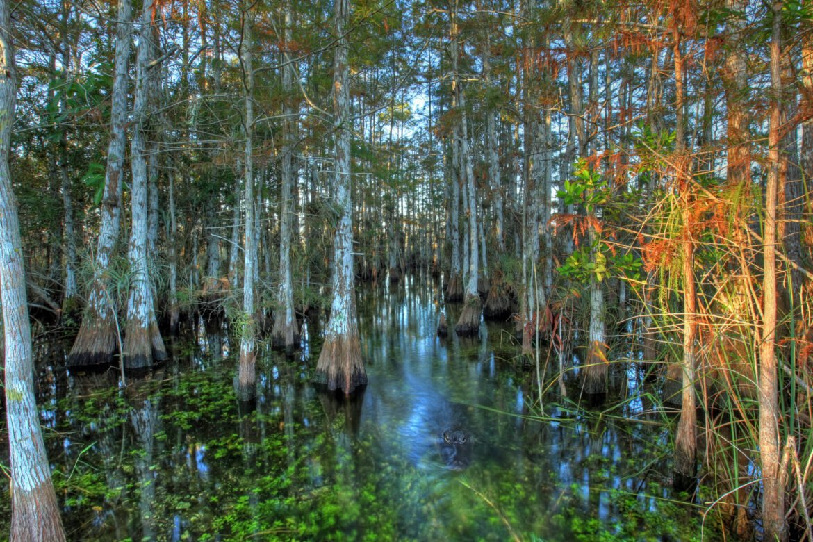 Congress tries end-run around Florida court decision protecting wetlands • Florida Phoenix