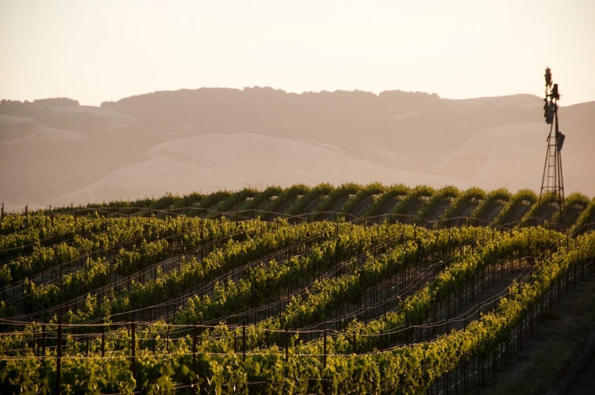 Delta joins will fly your wine home for free