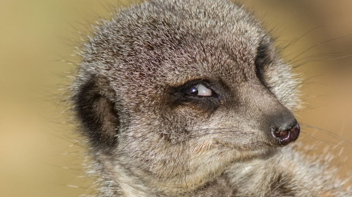 Do animals experience schadenfreude? | Live Science