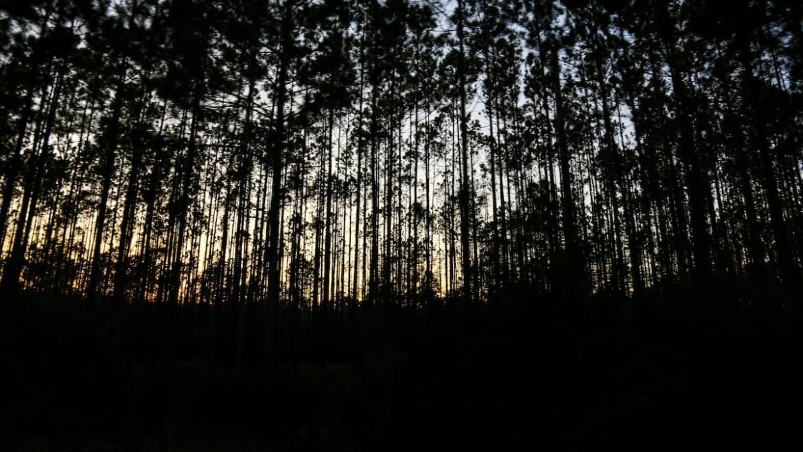 Florida’s 3 national forests at risk of logging, new roads under Trump rollback, groups warn
