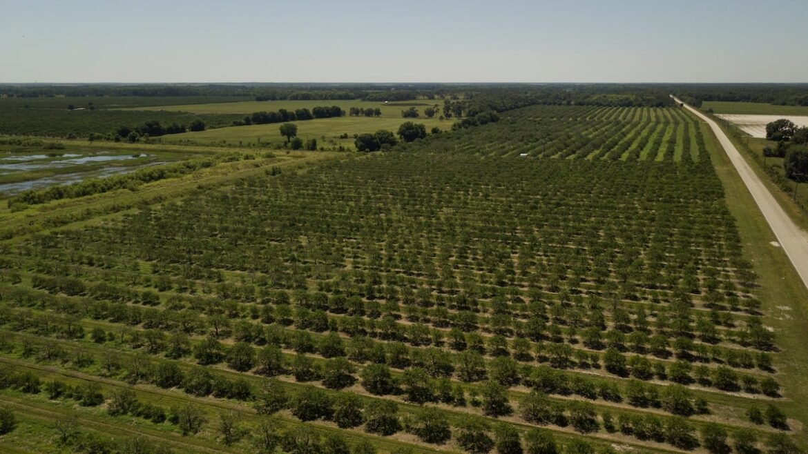 For our food, our land and our security, vote yes on Amendment 2 | Column