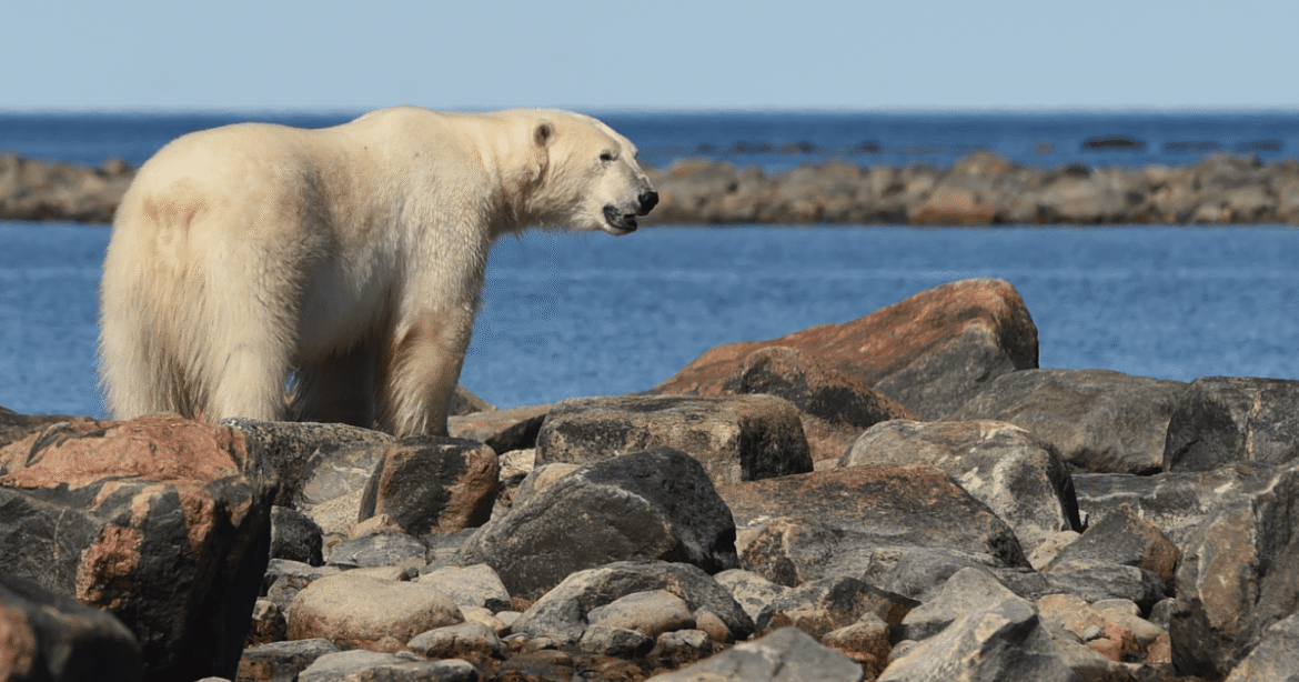 Geopolitical Tension and Funding Cuts Are Crushing Arctic Wildlife Research – Mother Jones