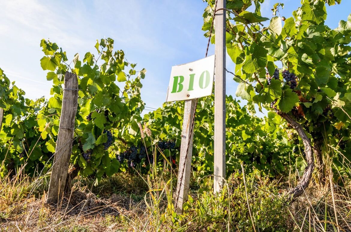 organic vineyards in Champagne, France
