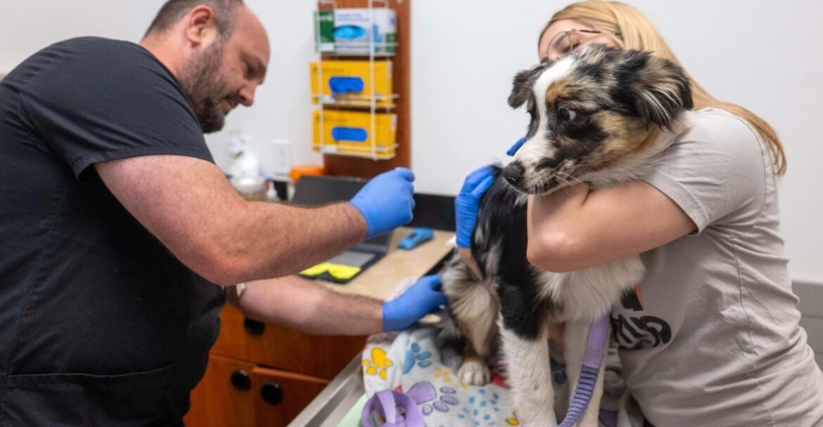How private equity is making pet ownership more expensive
