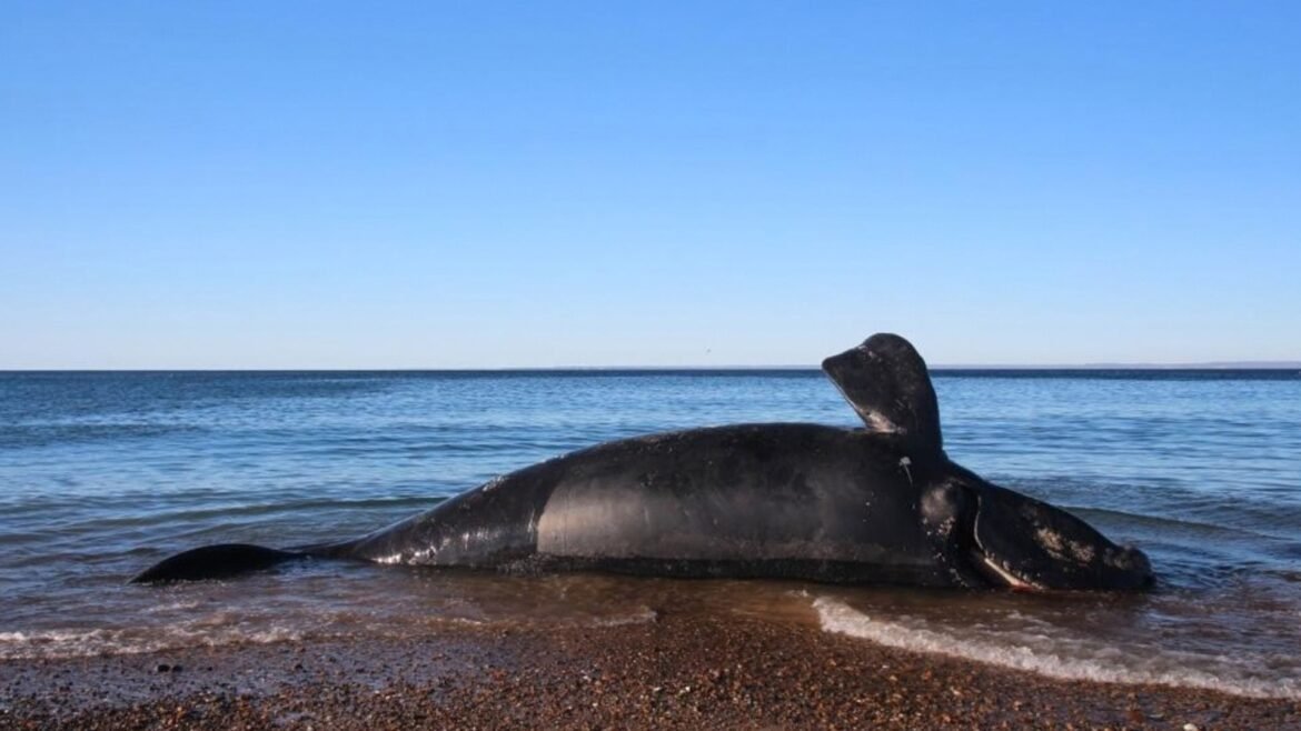 The carcass of a whale lays on a beach.