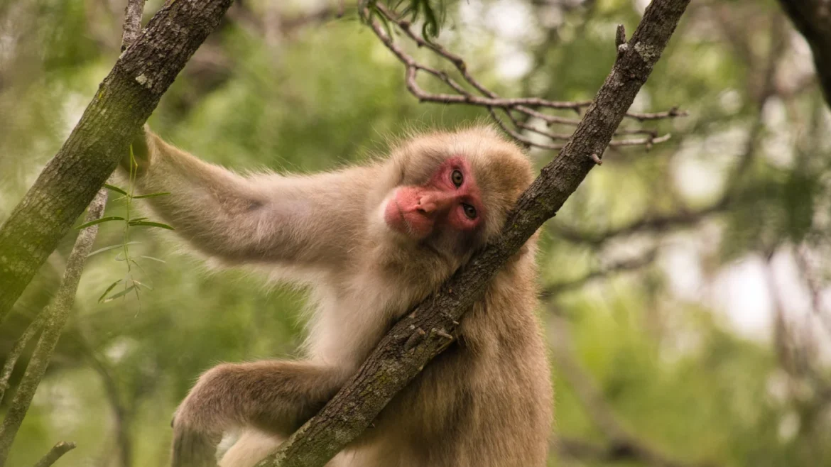 Just like us, macaques seem to fear germs after an outbreak : NPR