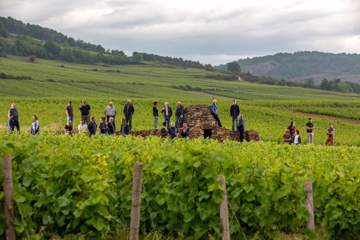 Maranges: The rise of Burgundy's youngest village appellation