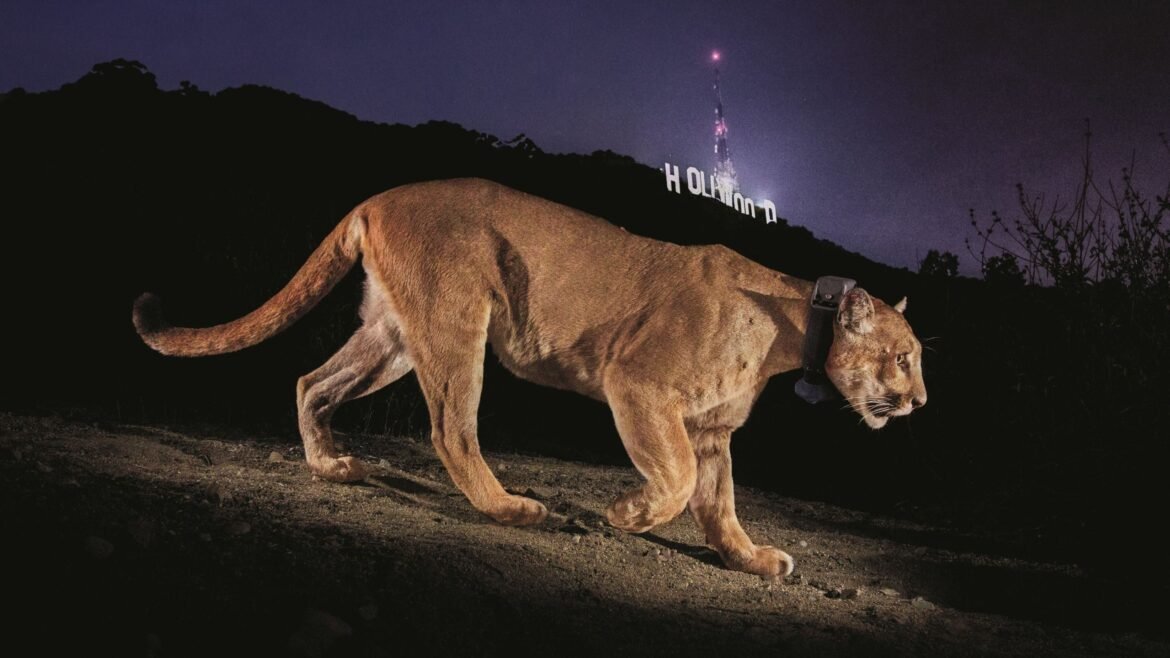 a cougar standing in front of the Hollywood sign at night