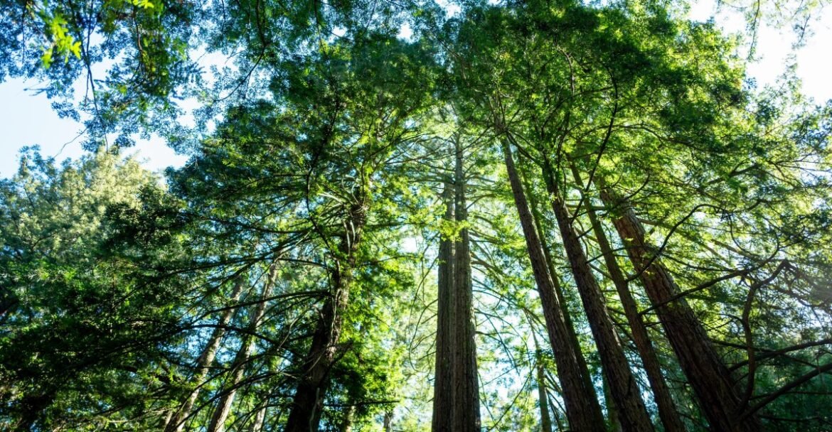 Redwoods are iconic ecosystems. But now they’re overheating.