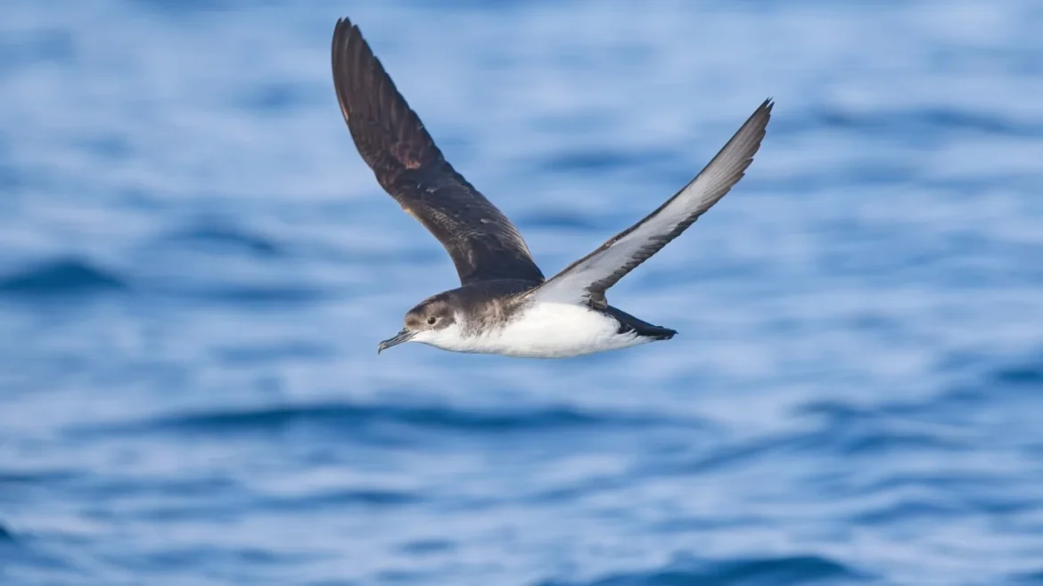 Research shows some birds experience jet lag : NPR