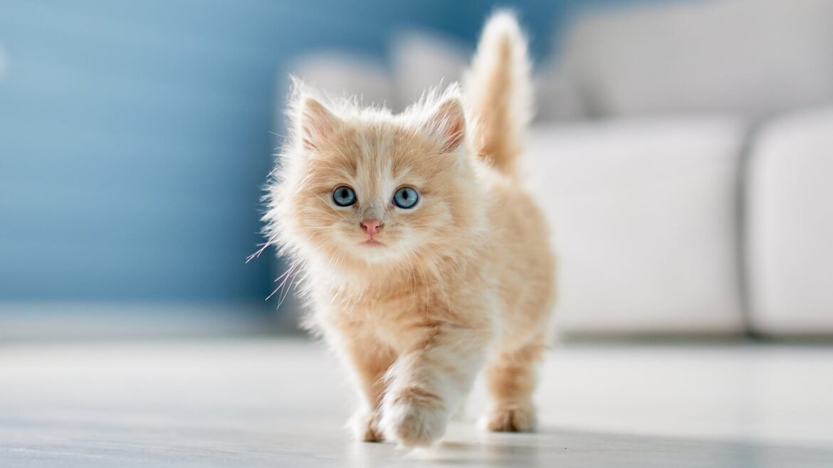 Scientists Find a Surprising Link Between Cats And Happiness Across 93 Countries : ScienceAlert