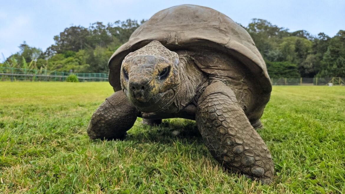 Scientists discover genetic traits that may explain 194-year-old tortoise's impressive longevity