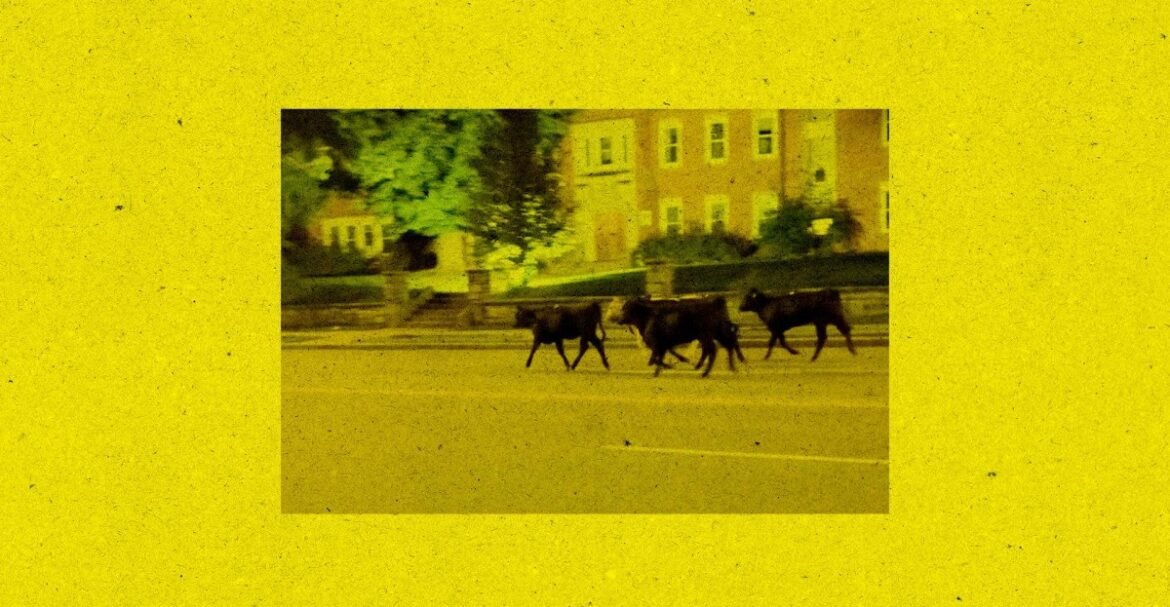 The Kansas City cattle truck crash reveals the cruelty of livestock transport