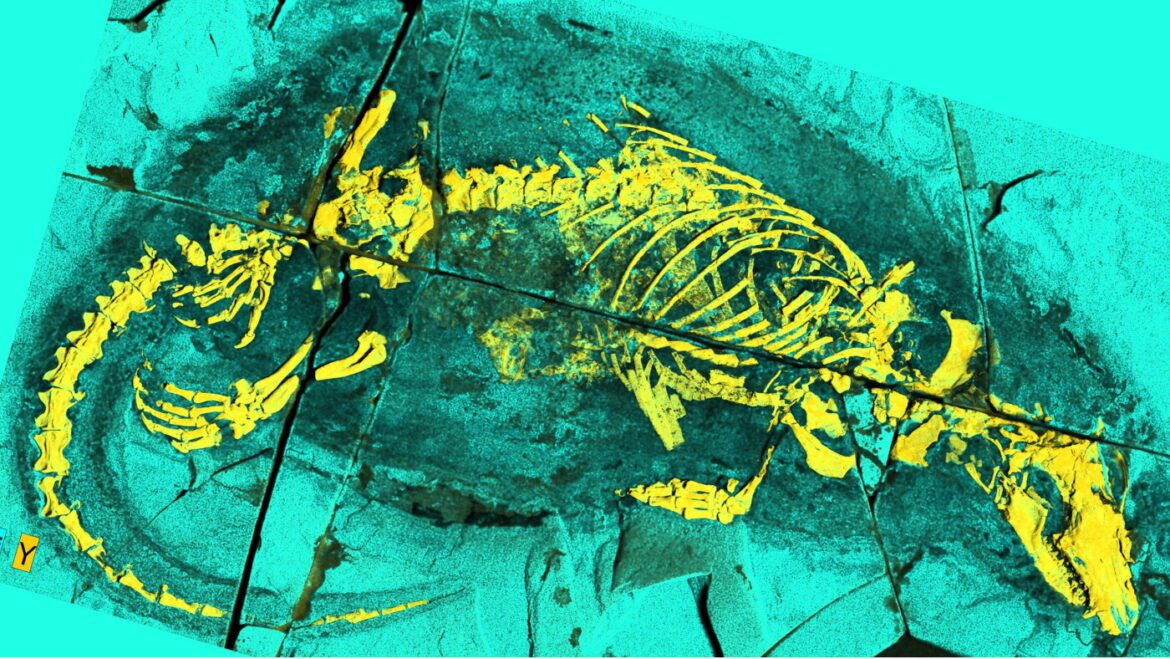 This surprising mammal fossil is giving scientists something to chew on : NPR