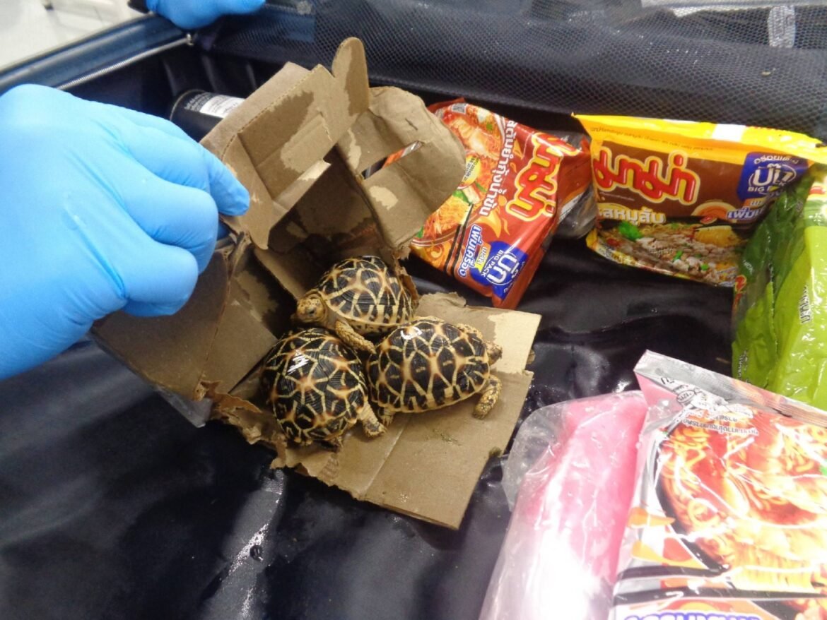 Three arrested over smuggling endangered tortoises from Thailand