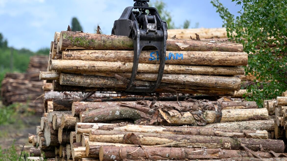 Why big investors are buying up vast tracts of timberland across U.S.